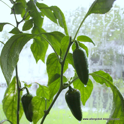 tomato tornado presto