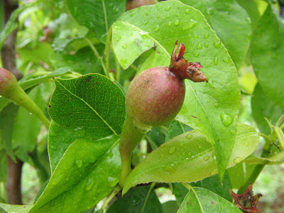 Conference Pear Tree.