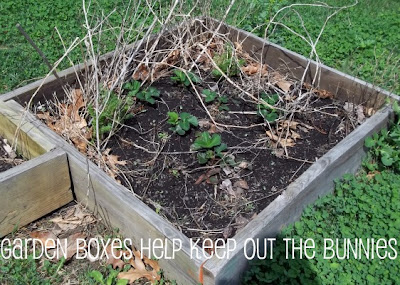 Garden boxes to keep bunnies out rabbits