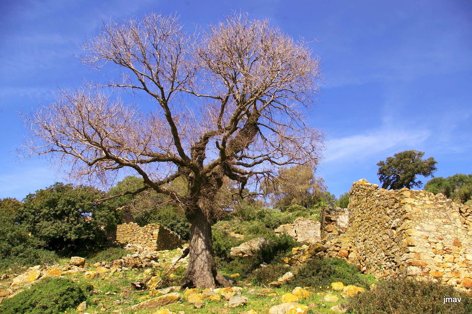Entorno a Jerez Olmos ibéricos y olmos gaditanosDe curiosidades
