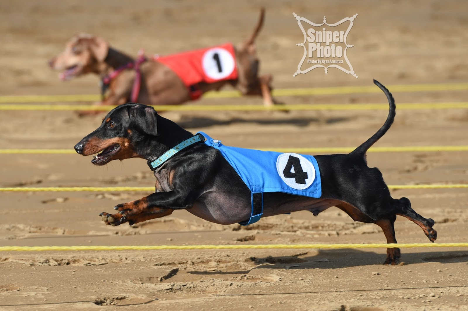 wiener races belterra park wiener races sniper photo louisville commercial event and wiener races belterra park wiener races sniper photo louisville commercial event and