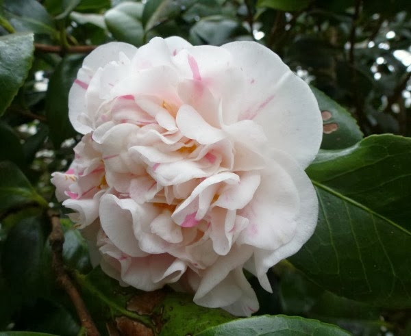 Camelia Japónica 'Pompone' Camelia Japónica 'Pompone'