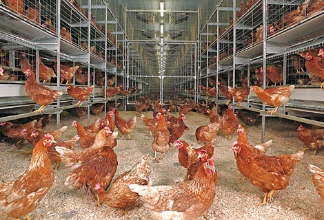 Image result for layers poultry farming