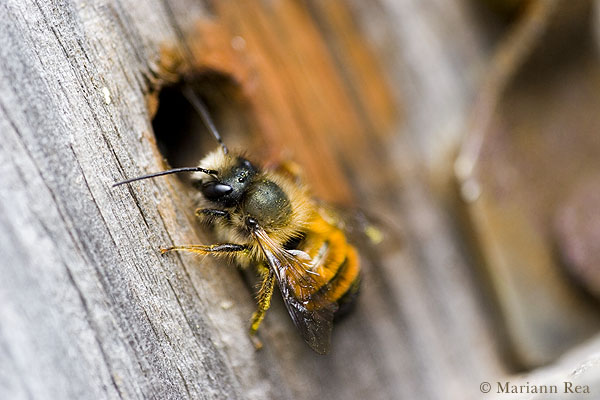 Nature and Wildlife Photography blog