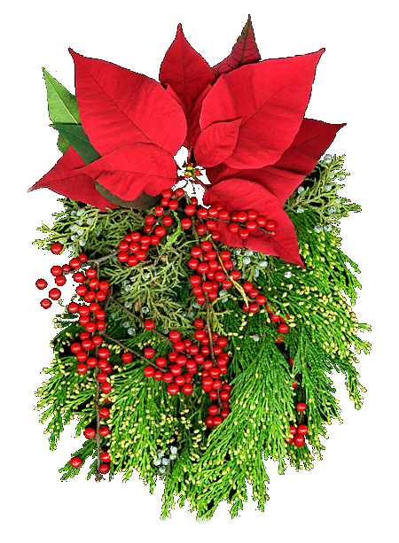 BANCO DE IMÁGENES GRATIS: 20 imágenes de Nochebuenas, flores de Navidad
