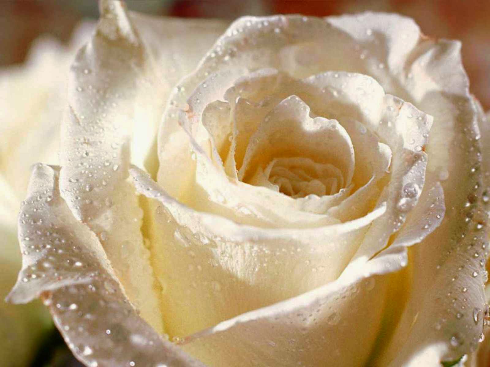 White Rose I Love You White Rose I Love You