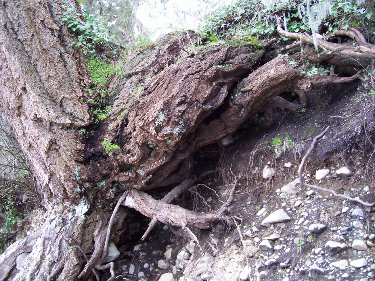 Vancouver Island Big Trees Big Trees, Big Roots
