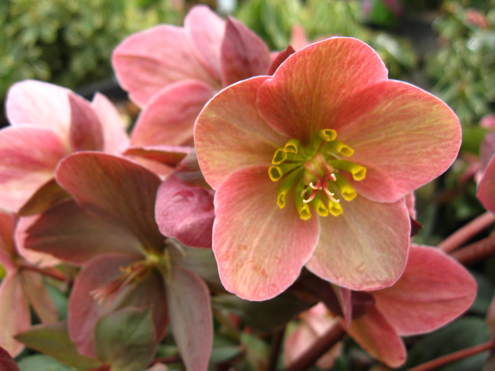 Hellebores for great early spring color Vander Giessen Nursery, Inc.