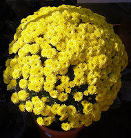 crisantemo1.jpg