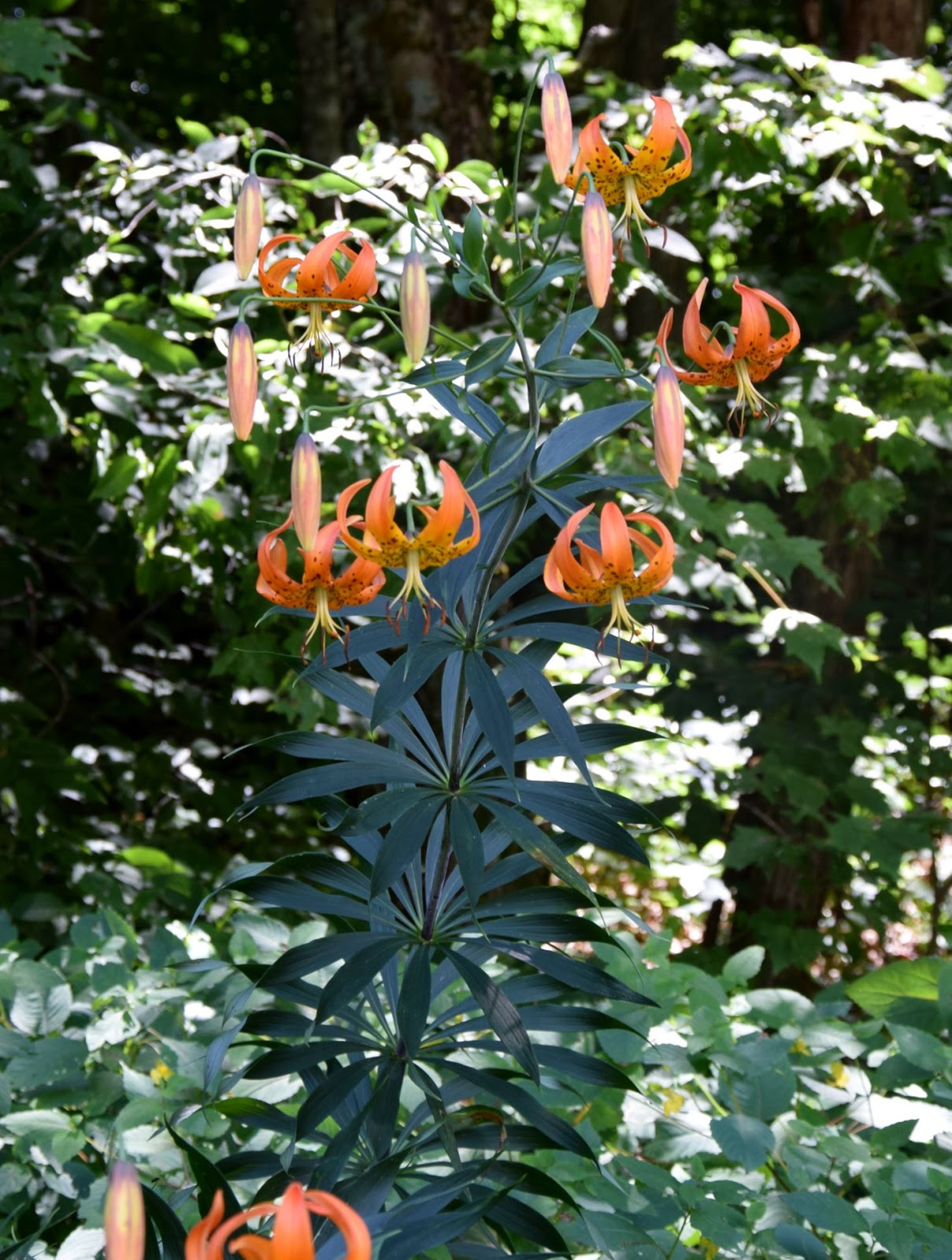 Using Native Plants July 2015