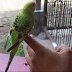 Cara Menjinakkan Burung Parkit thumbnail