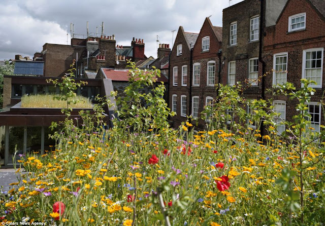 Beautiful Roof Gardens -Simply Amazing!