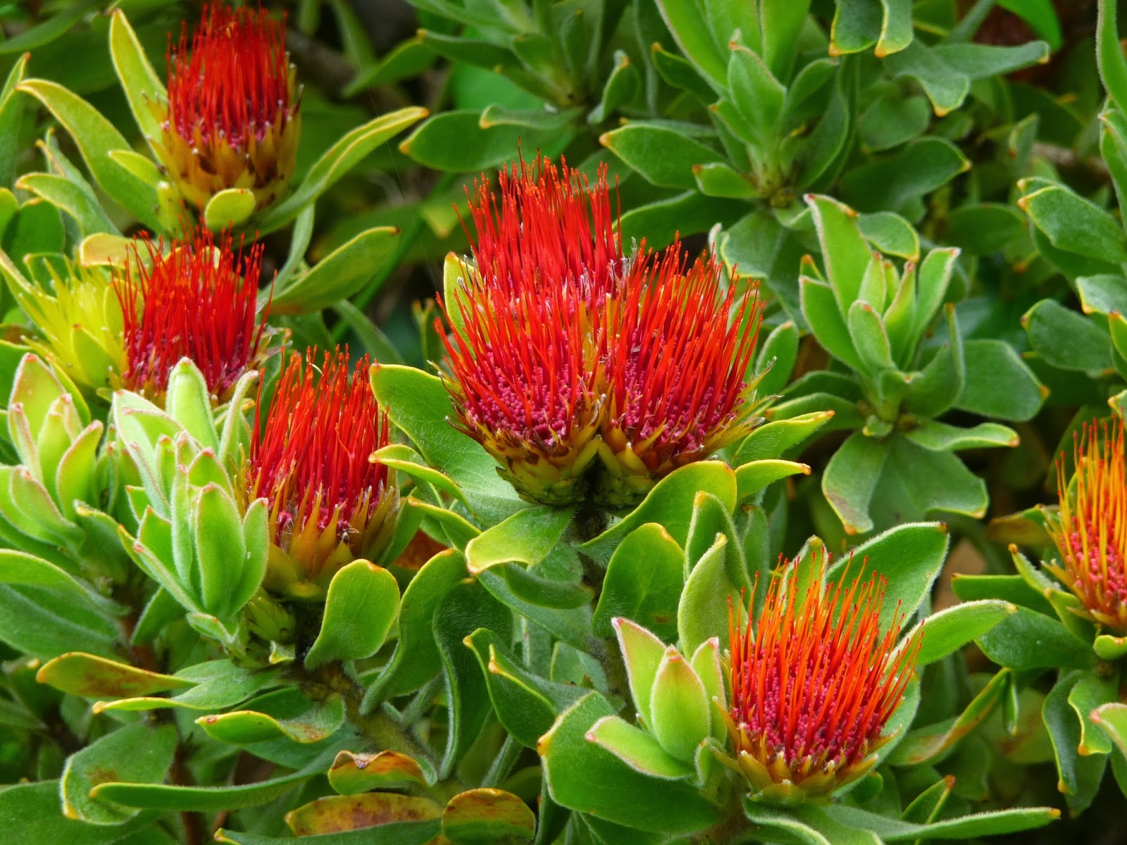 Cape Town et l'Afrique du Sud Le plus beau jardin d'Afrique