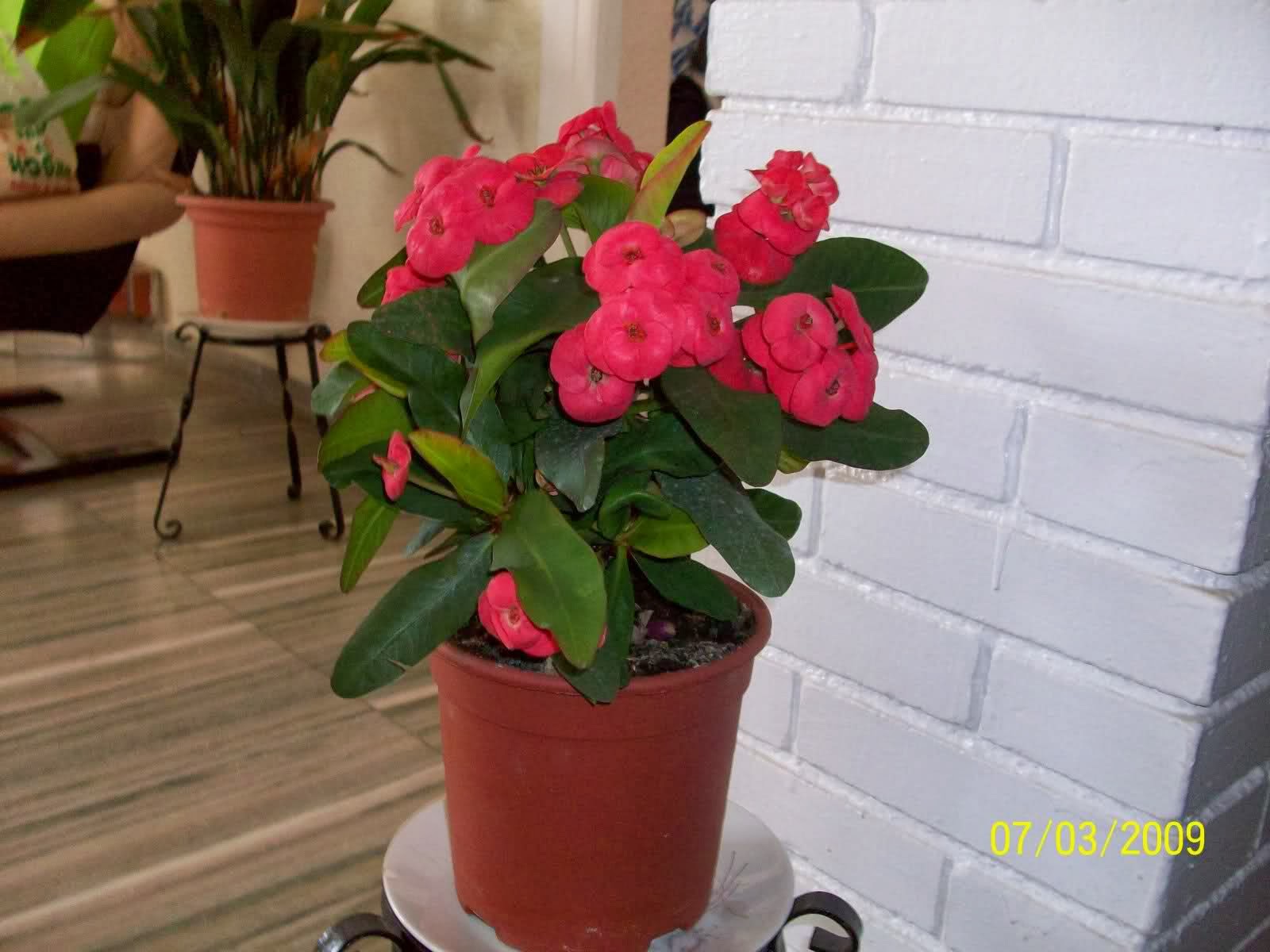 CEUJA Verano Ciencias Naturales 3ero