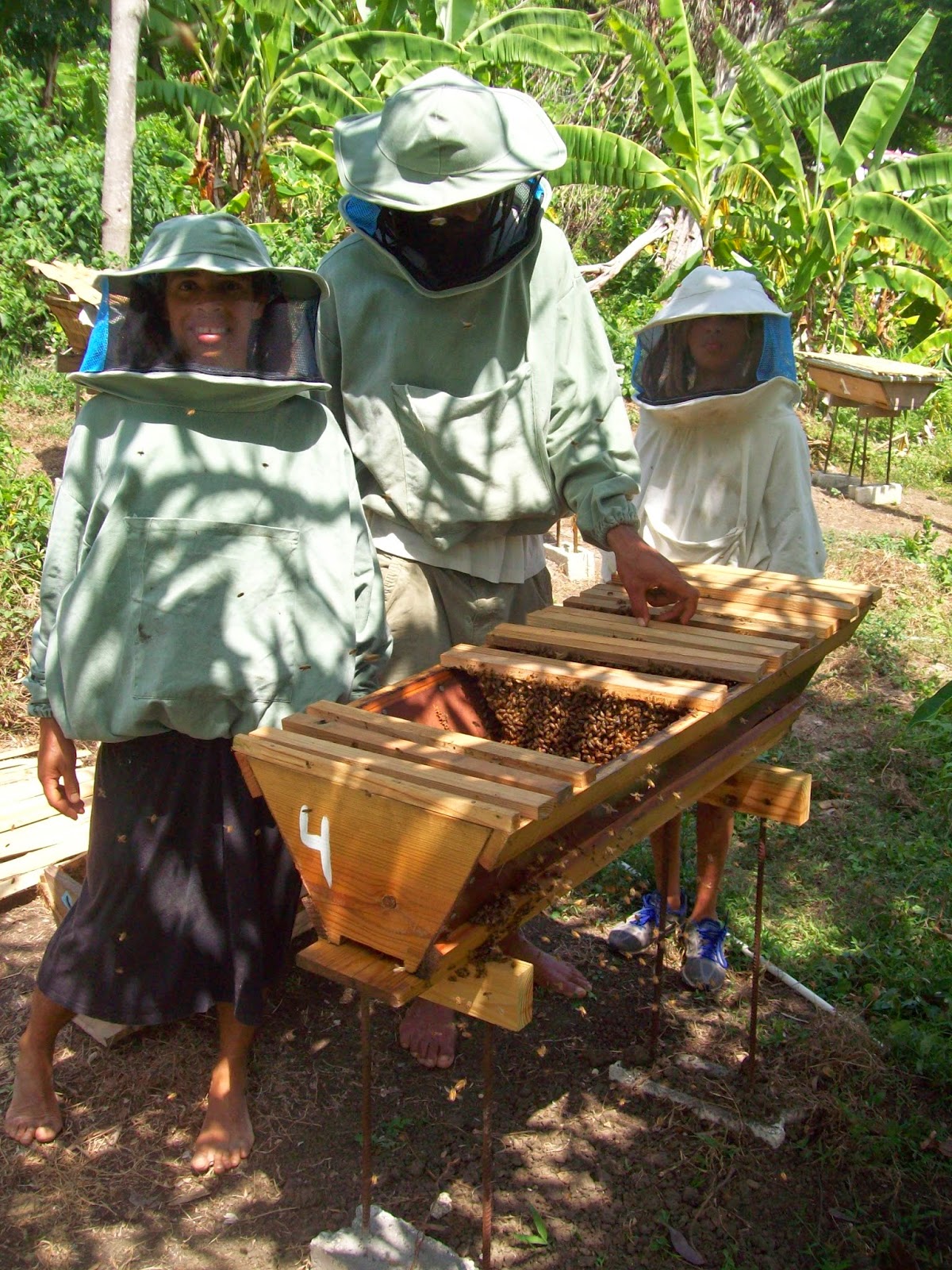 Musings on Beekeeping Paving the way to natural and economical beekeeping in Jamaica