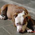 Aprende Como Educar A Un Pitbull Lo Basico