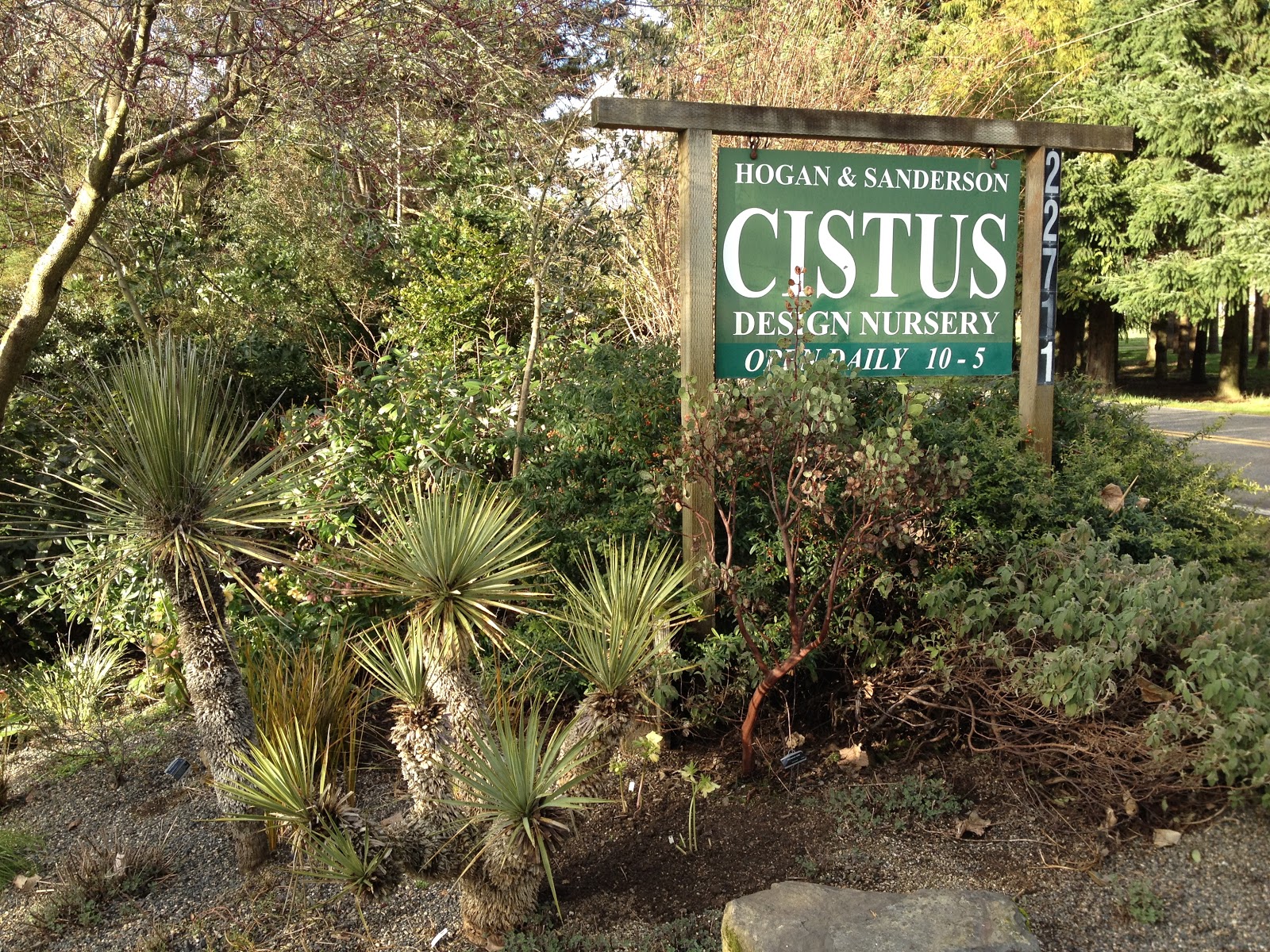 Trees Of Santa Cruz County Pittosporum Tenuifolia Kohuhu