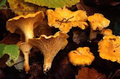 Cantharellus