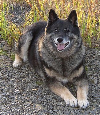 German Shepherd Mix German Shepherd Mix