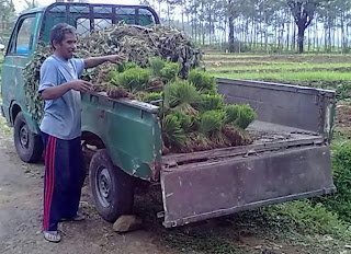 Mobil bak pick up, mobil, bak