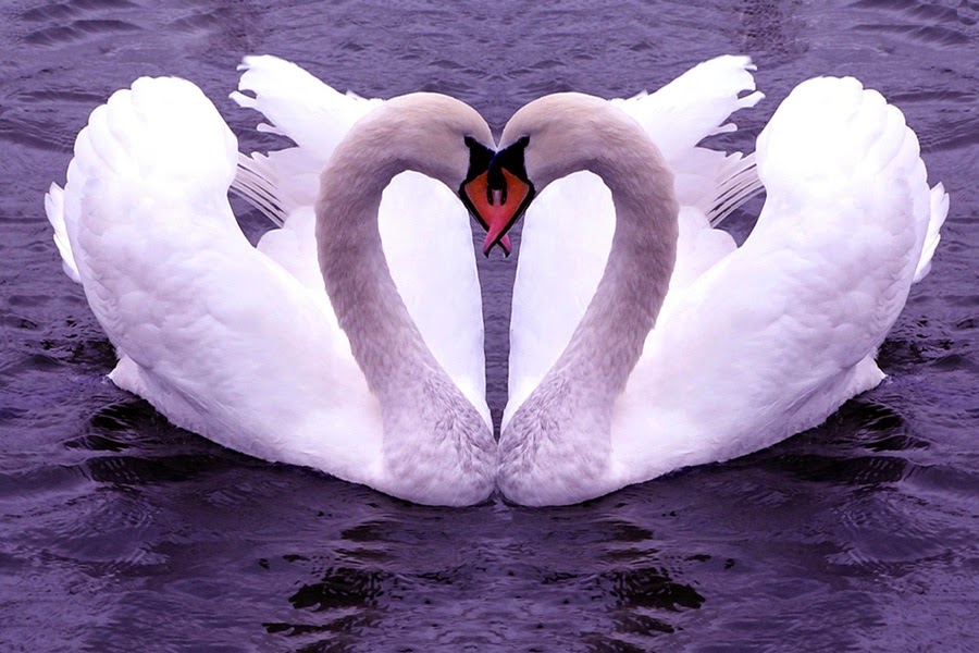 Cisne Branco