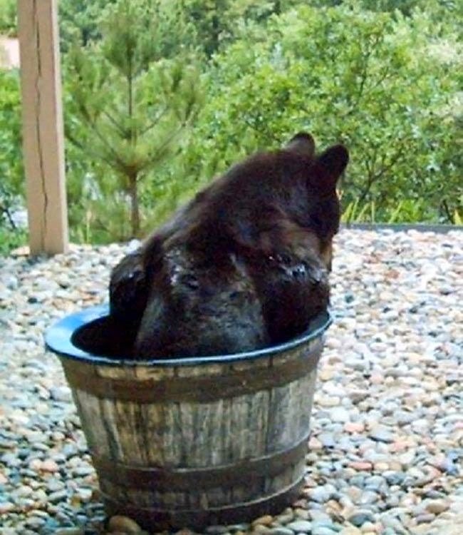 Family set up a camera to found out why their water kept going missing. This is what it caught... (6 pics), bear takes a bath on a barrel, bear cooling down in barrel full of water