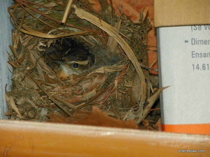 Simply Living Have bird nests gone mobile?