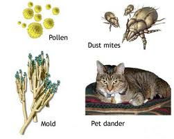 In the Land of Mold and Pet Dander