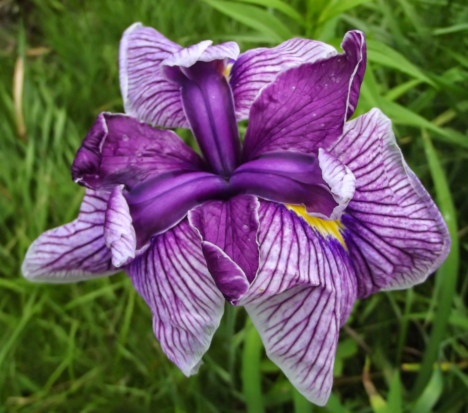 japanese iris