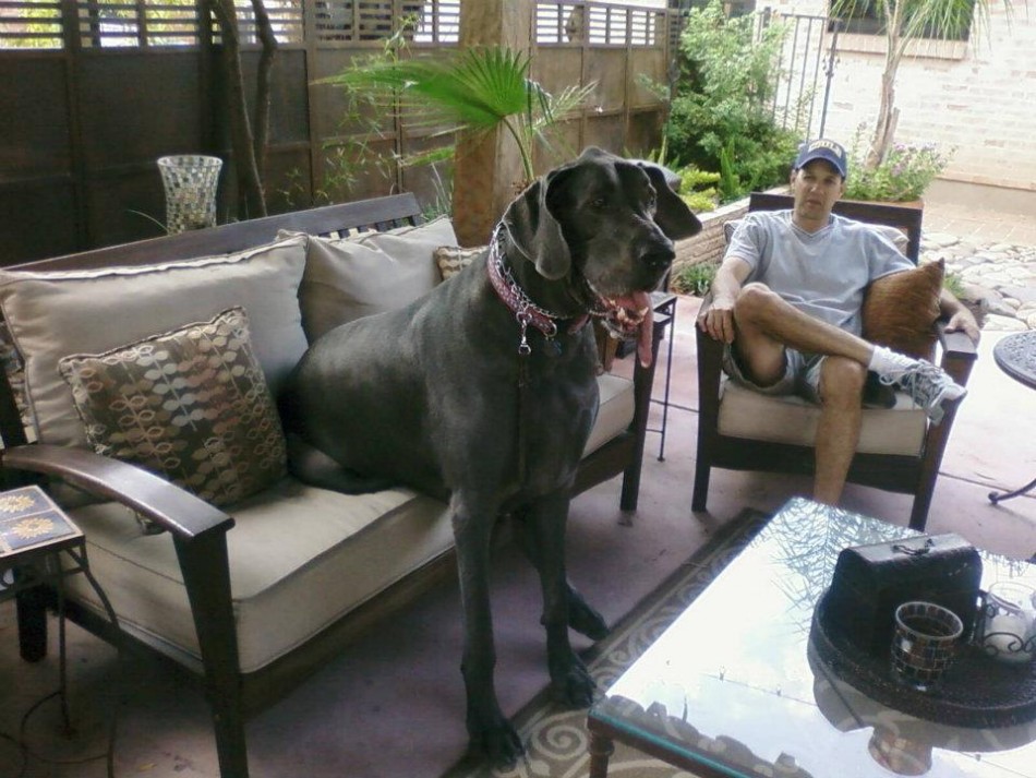 The biggest/largest dog in the world Interesting Facts