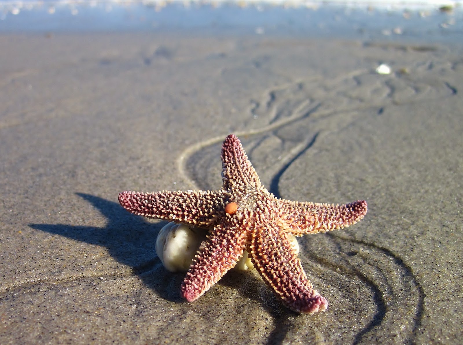 Massive starfish washes up on Texas shore. How big is it?