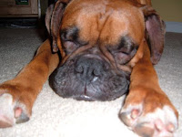 Boxer sleeping.