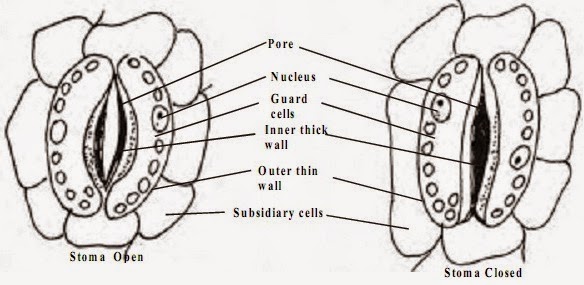 stomata diagram by which means gaseous exchange occurs in plants stomata diagram by which means gaseous exchange occurs in plants
