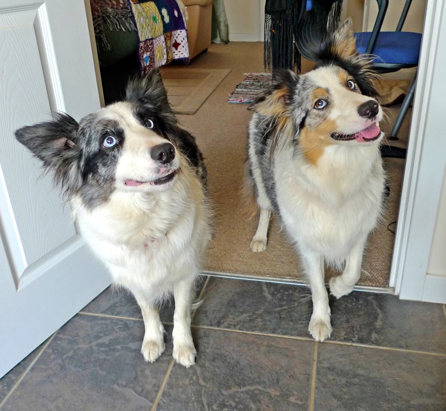 australian shepherd x border collie puppies view topic life in the bush invite rp only chicken smoothie australian shepherd x border collie puppies view topic life in the bush invite rp only chicken smoothie