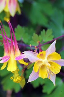 Yellow Columbine