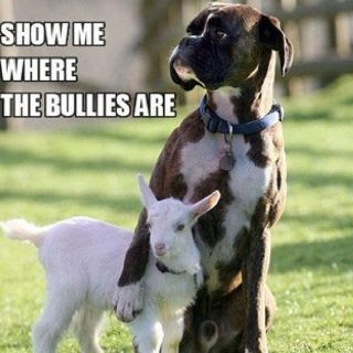 Boxer+bully+protection..jpg