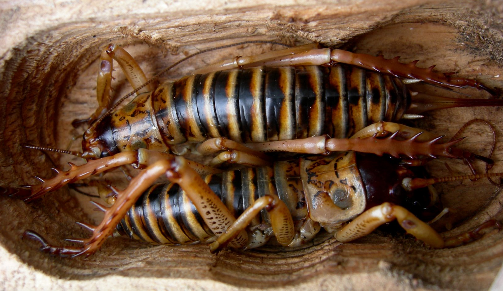 How to Make a Weta Home in Your Garden pics photo How to Make a Weta Home in Your Garden