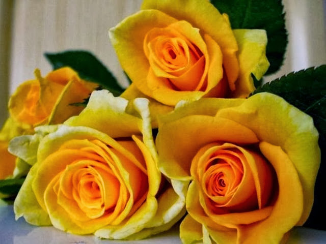 Yellow Rose Wallpapers Free Download