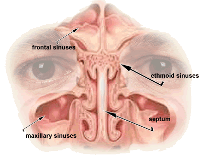sinus diagram wormed of horrors this is the stuff sinus diagram wormed of horrors this is the stuff