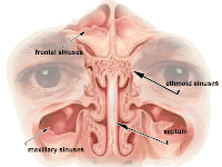 Nasal Passage Diagram Nasal Passage Diagram