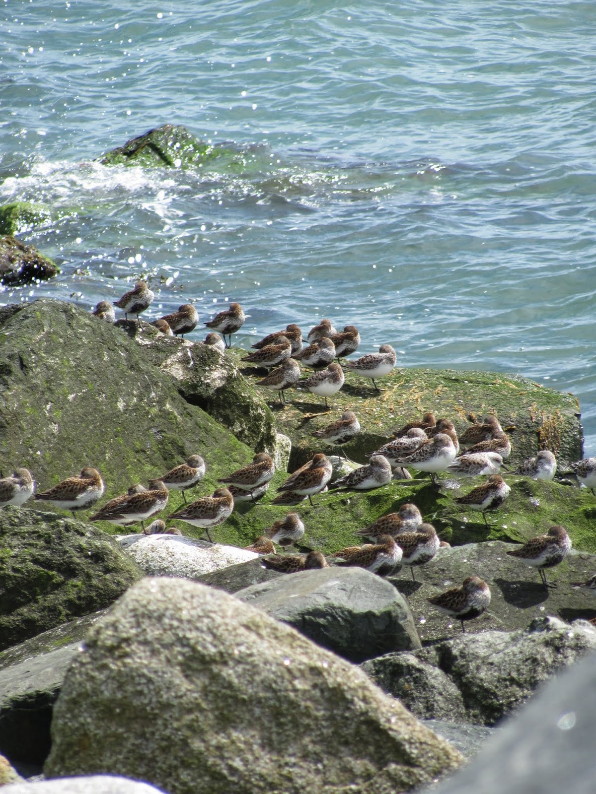 A Flock of Seabirds A Flock of Seabirds Dublin Bay