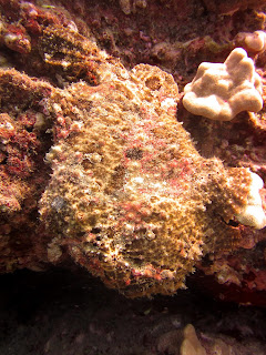 Frogfish - waikiki scuba diving 