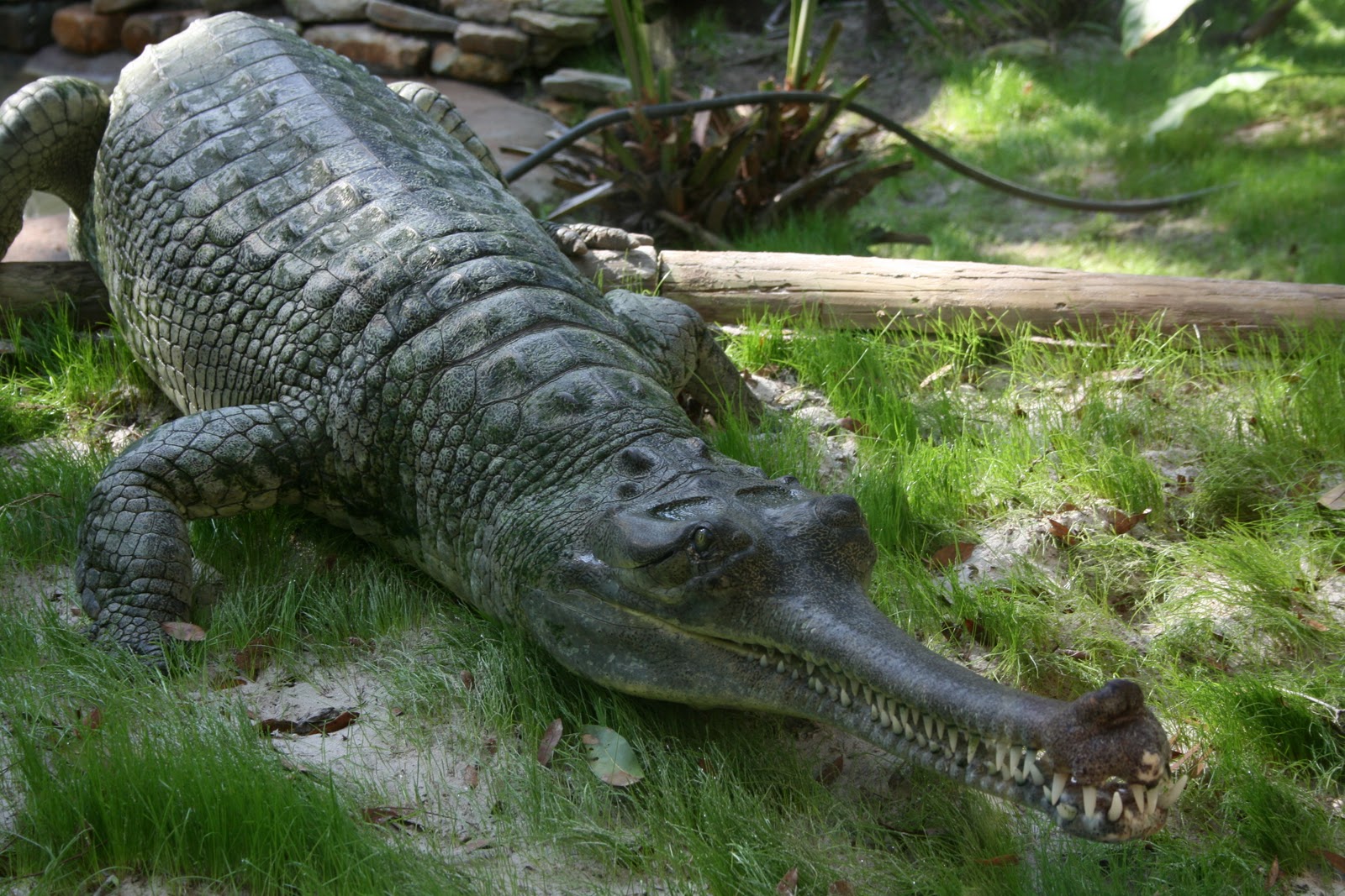 Gharial | Wildlife | The Wildlife
