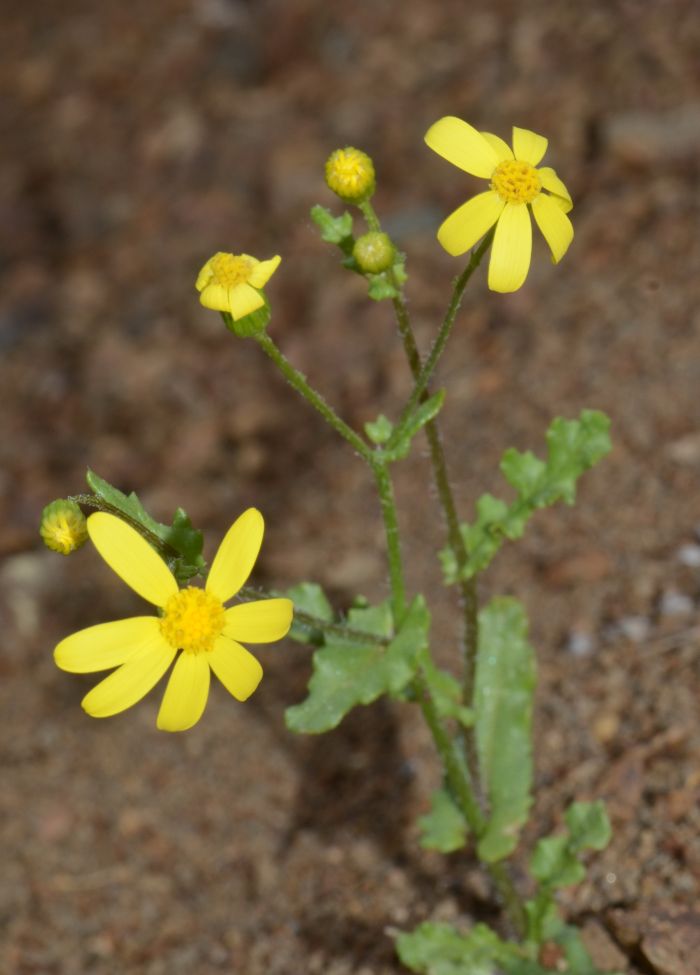 Hellenic Nature: Senecio sp