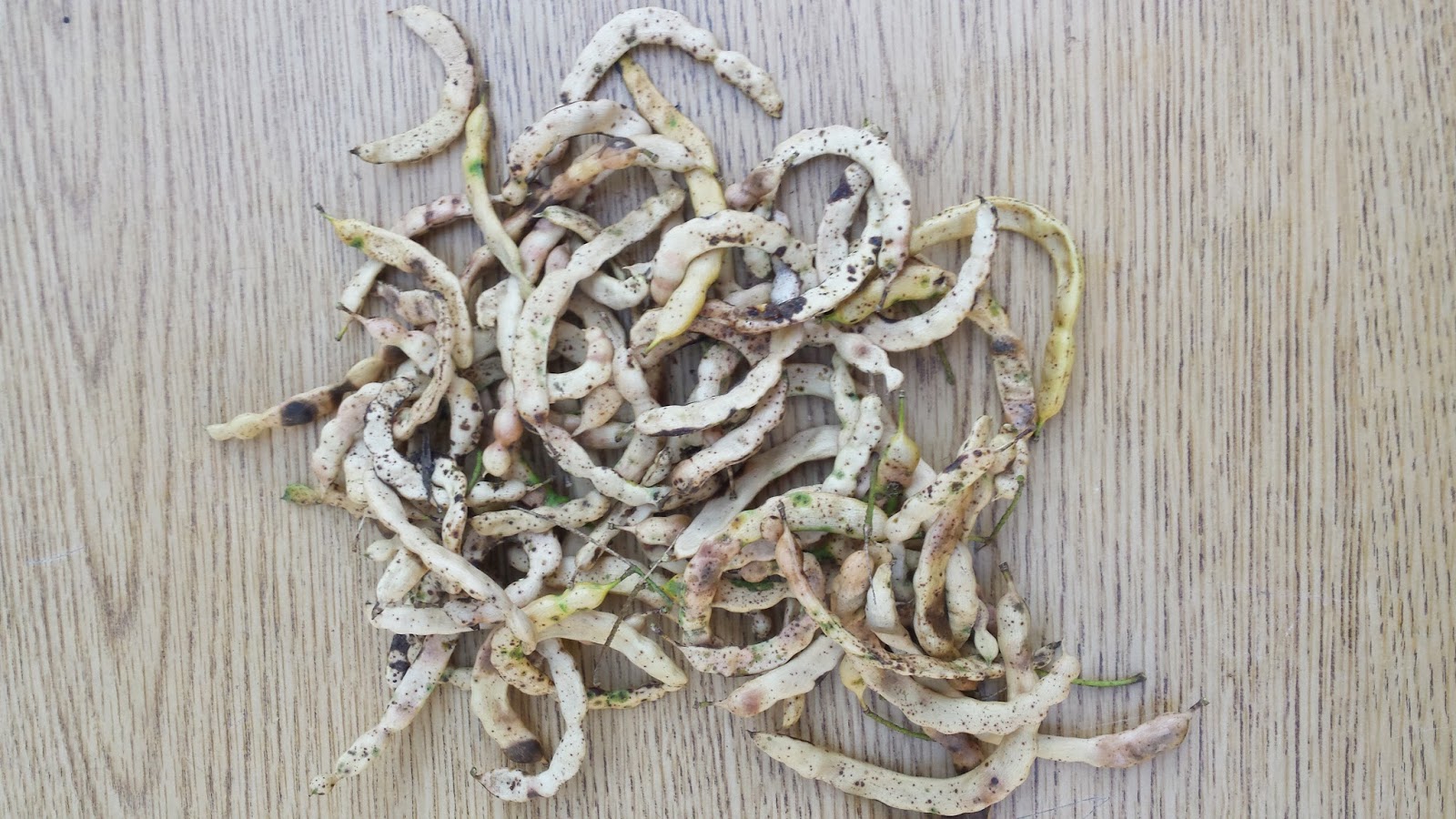 lagardenblog – The Learning Garden