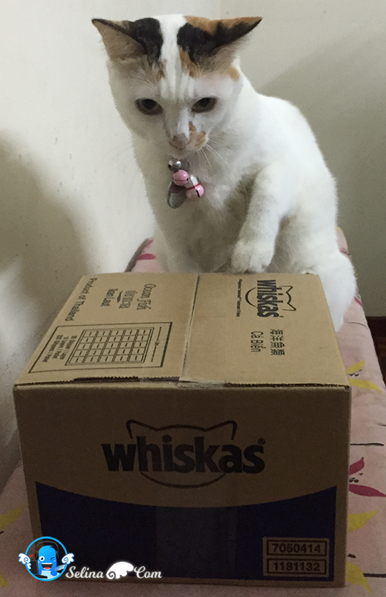 How Much Whiskas Cat Food Per Day How Much Whiskas Cat Food Per Day