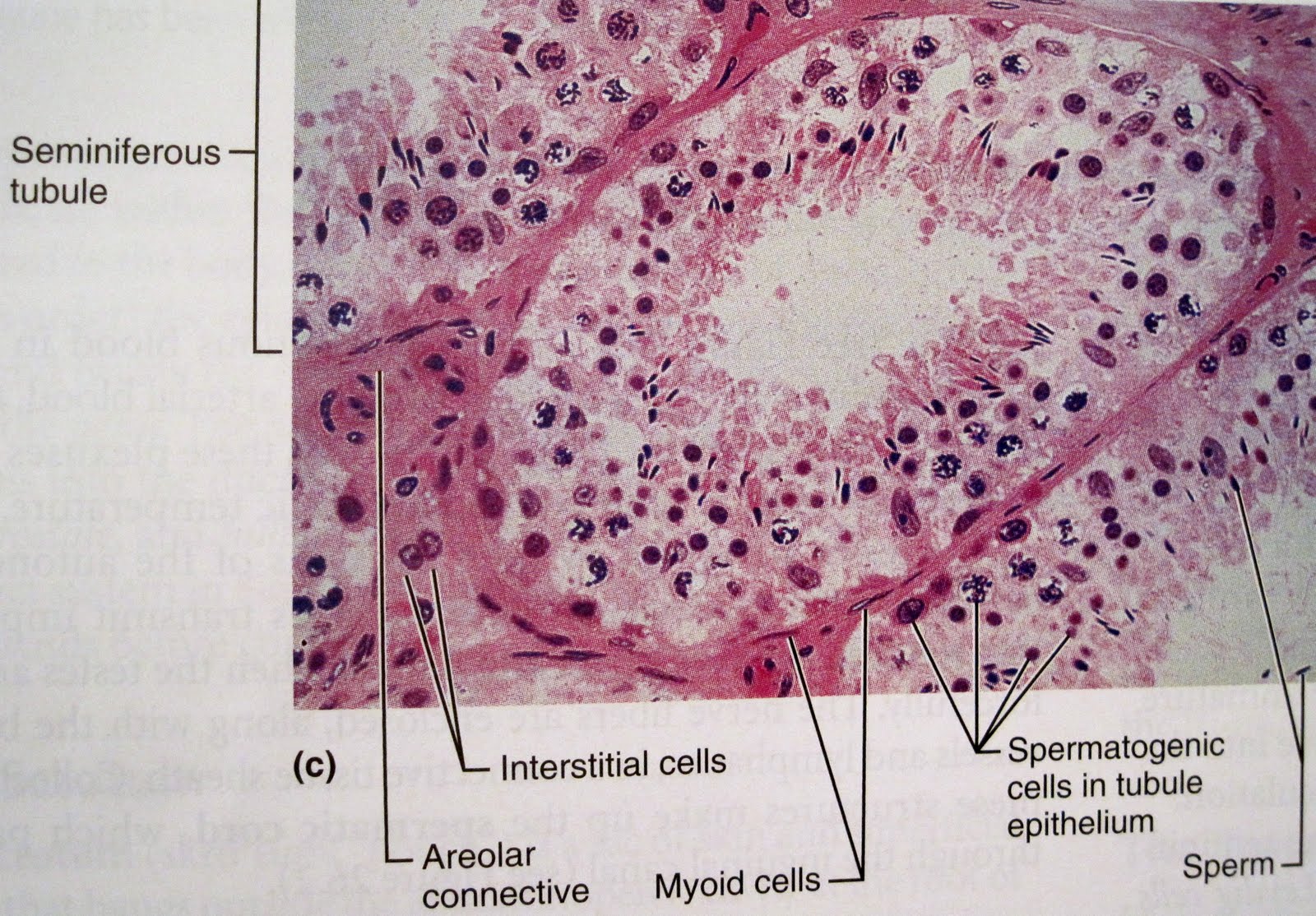 Anatomy and Physiology 2 Eportfolio: Objective 79: Mommy what's that