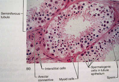 Anatomy and Physiology 2 Eportfolio: Objective 79: Mommy what's that