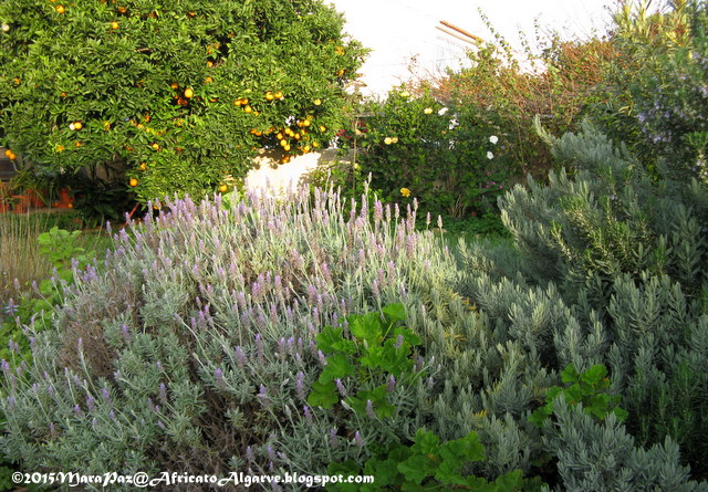 my garden viewed from my gate