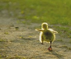 Fly Ducky!